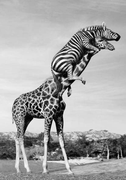 mad_zebra mad_zebra