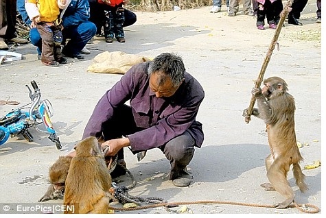 monkey_bike