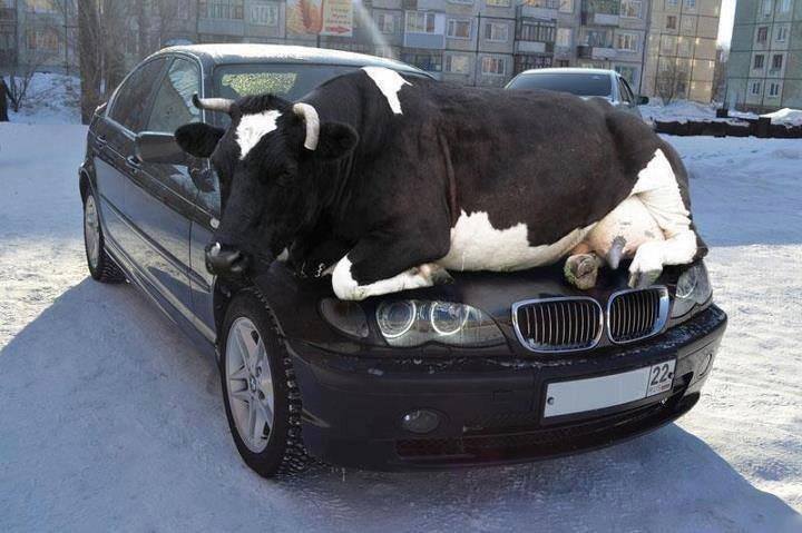 beamer_cow